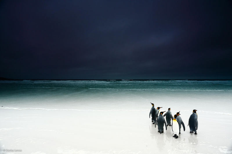 Illustration for article titled The Competition Is Fierce For This Year's Best Wildlife Photographer